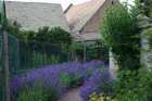 lavendel